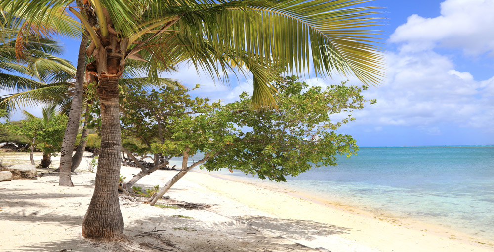 Beach And Palm Trees