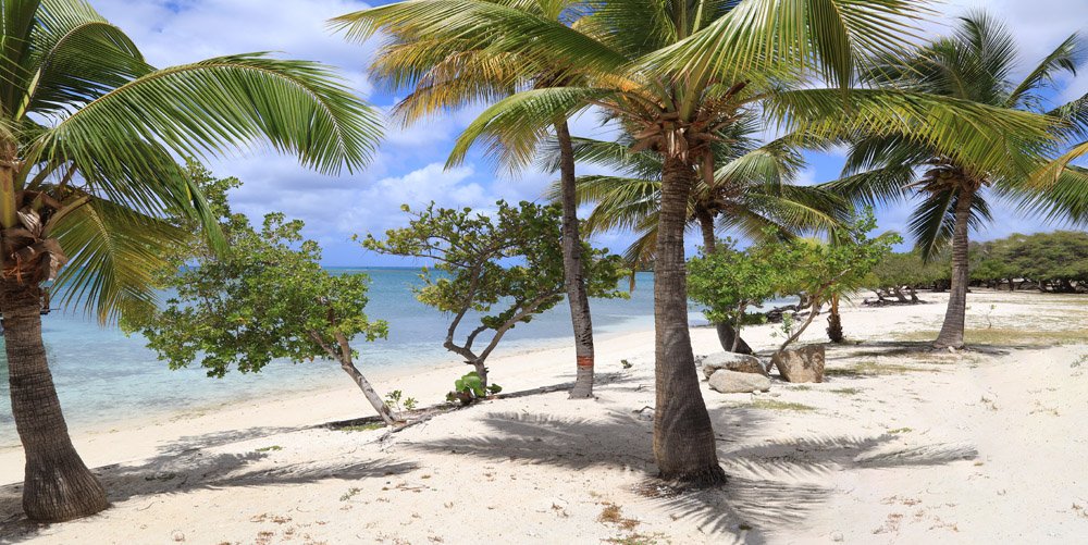 Beach and palm trees