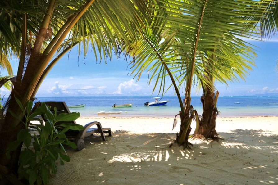 Beach and palm trees