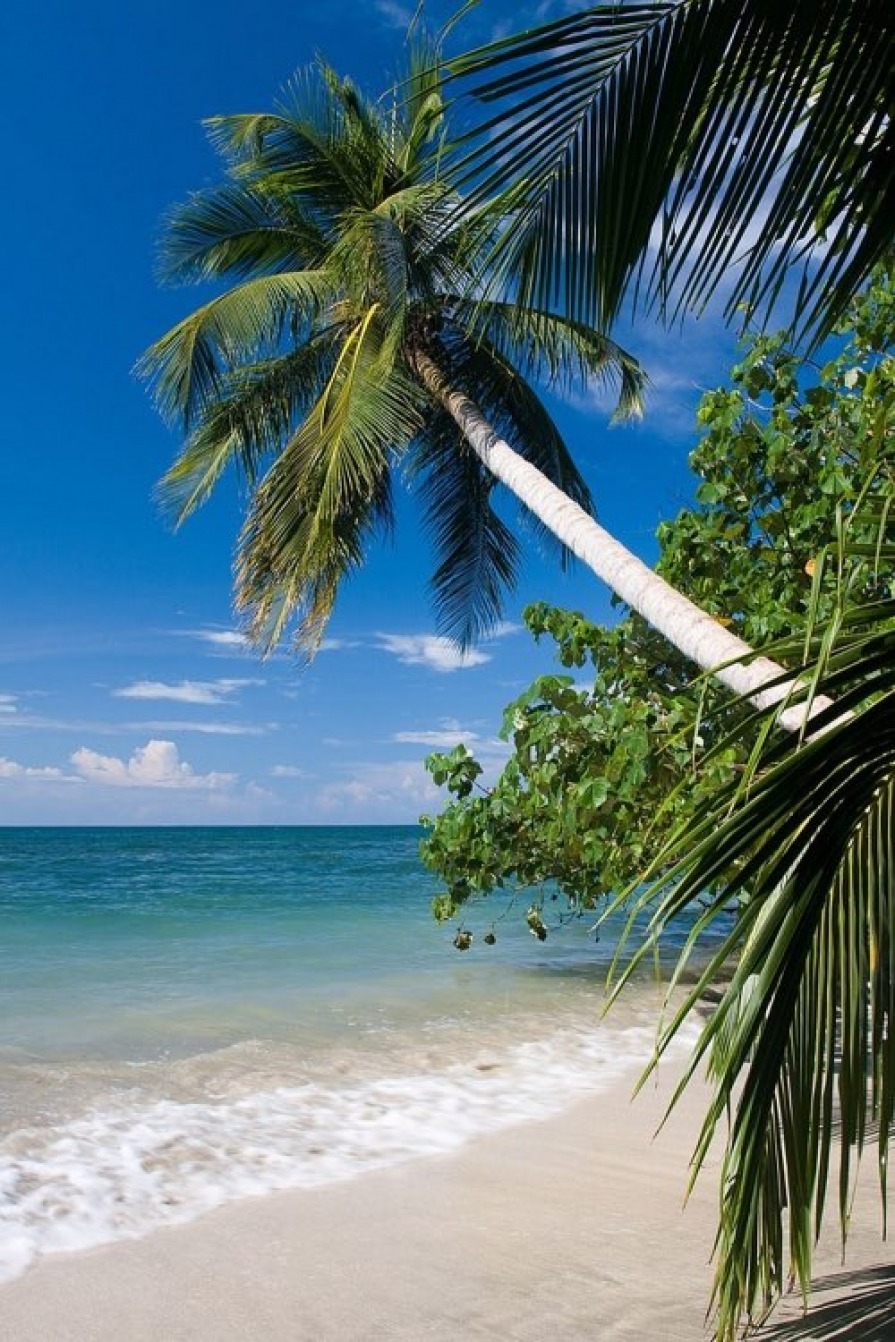 Beach and palm trees